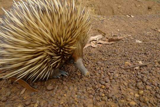 Image of Short-beaked Echidnas