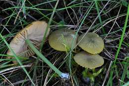 Entoloma incanum (Fr.) Hesler 1967 resmi