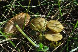 Entoloma incanum (Fr.) Hesler 1967 resmi