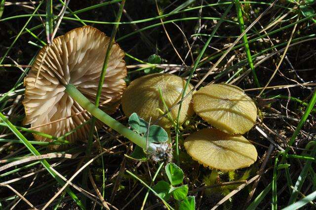 Entoloma incanum (Fr.) Hesler 1967 resmi