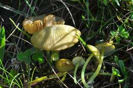 Entoloma incanum (Fr.) Hesler 1967 resmi