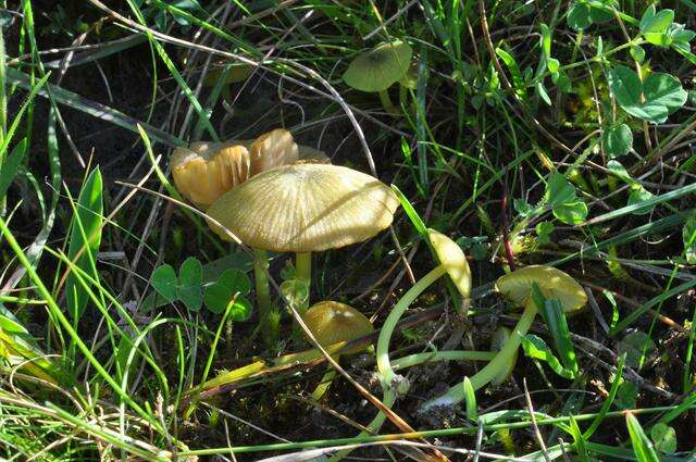 Entoloma incanum (Fr.) Hesler 1967 resmi