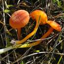 Слика од Hygrocybe calciphila Arnolds 1985