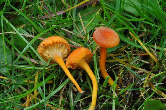 Sivun Hygrocybe calciphila Arnolds 1985 kuva