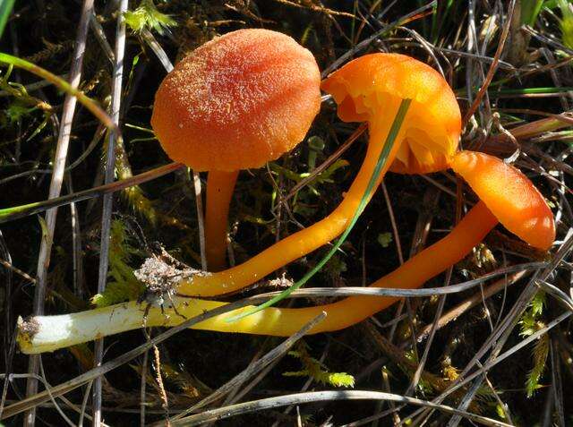 Sivun Hygrocybe calciphila Arnolds 1985 kuva