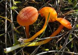 Sivun Hygrocybe calciphila Arnolds 1985 kuva