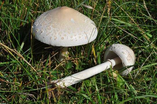 Image of Macrolepiota