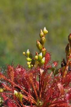 Imagem de Drosera