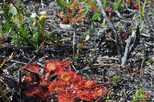 Image of Sundews