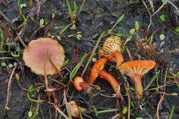 Image of Hygrocybe substrangulata (P. D. Orton) P. D. Orton & Watling 1969