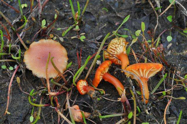 Image of Hygrocybe substrangulata (P. D. Orton) P. D. Orton & Watling 1969