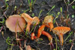 Image of Hygrocybe substrangulata (P. D. Orton) P. D. Orton & Watling 1969