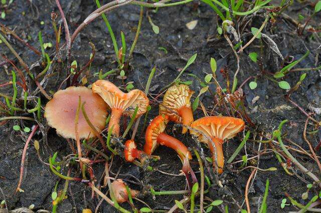 Image of Hygrocybe substrangulata (P. D. Orton) P. D. Orton & Watling 1969