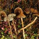 صورة Inocybe acuta Boud. 1917