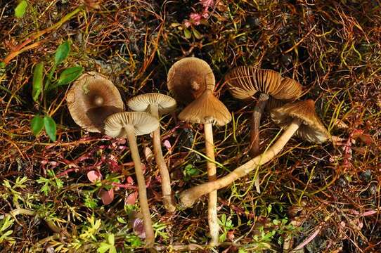 Image of Inocybe acuta Boud. 1917