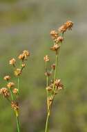 Image of <i>Juncus</i> anceps × Juncus <i>articulatus</i>