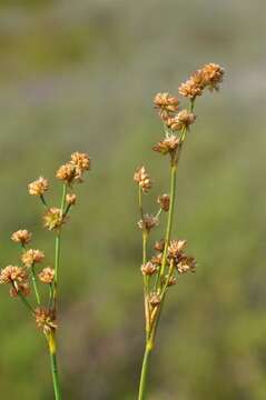 <i>Juncus</i> anceps × Juncus <i>articulatus</i> resmi