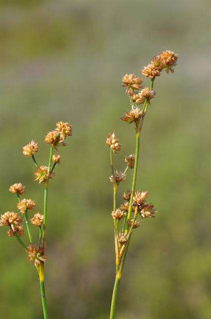 Image of <i>Juncus</i> anceps × Juncus <i>articulatus</i>