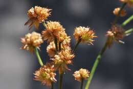 <i>Juncus</i> anceps × Juncus <i>articulatus</i> resmi