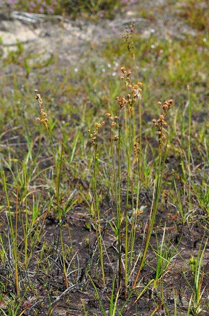 <i>Juncus</i> anceps × Juncus <i>articulatus</i> resmi