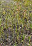 <i>Juncus</i> anceps × Juncus <i>articulatus</i> resmi