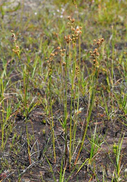 <i>Juncus</i> anceps × Juncus <i>articulatus</i> resmi