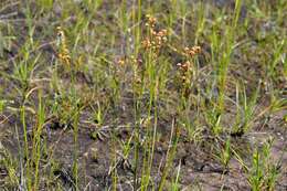 <i>Juncus</i> anceps × Juncus <i>articulatus</i> resmi