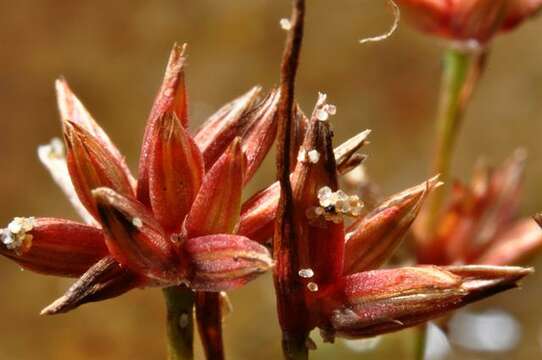 Image of Pygmy rush