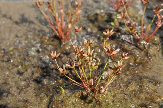 Image of Pygmy rush