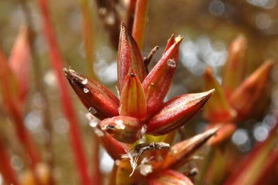 Juncus pygmaeus L. C. M. Richard resmi