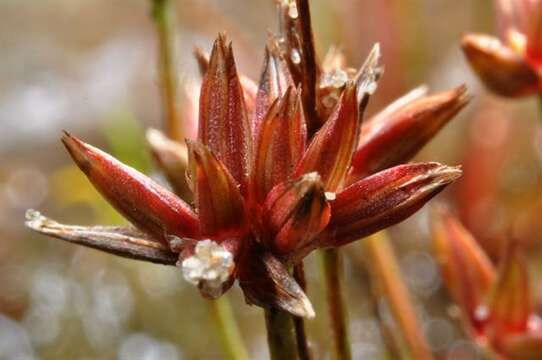 Image of Pygmy rush