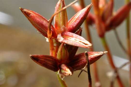 Image of Pygmy rush