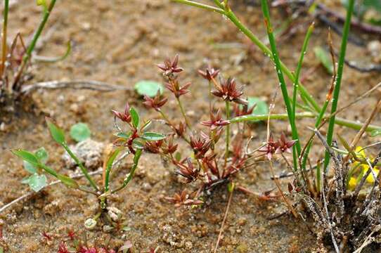 Image of Pygmy rush