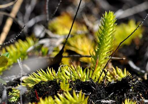 Image of clubmoss