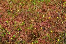 Image of loosestrife