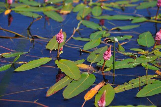 Image of Pinkweeds