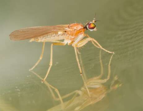 Image of dagger flies and balloon flies