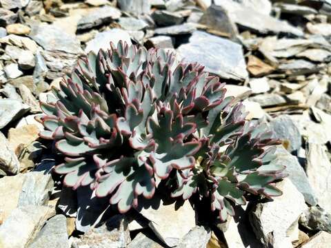 Image de Ranunculus acraeus Heenan & P. J. Lockh.