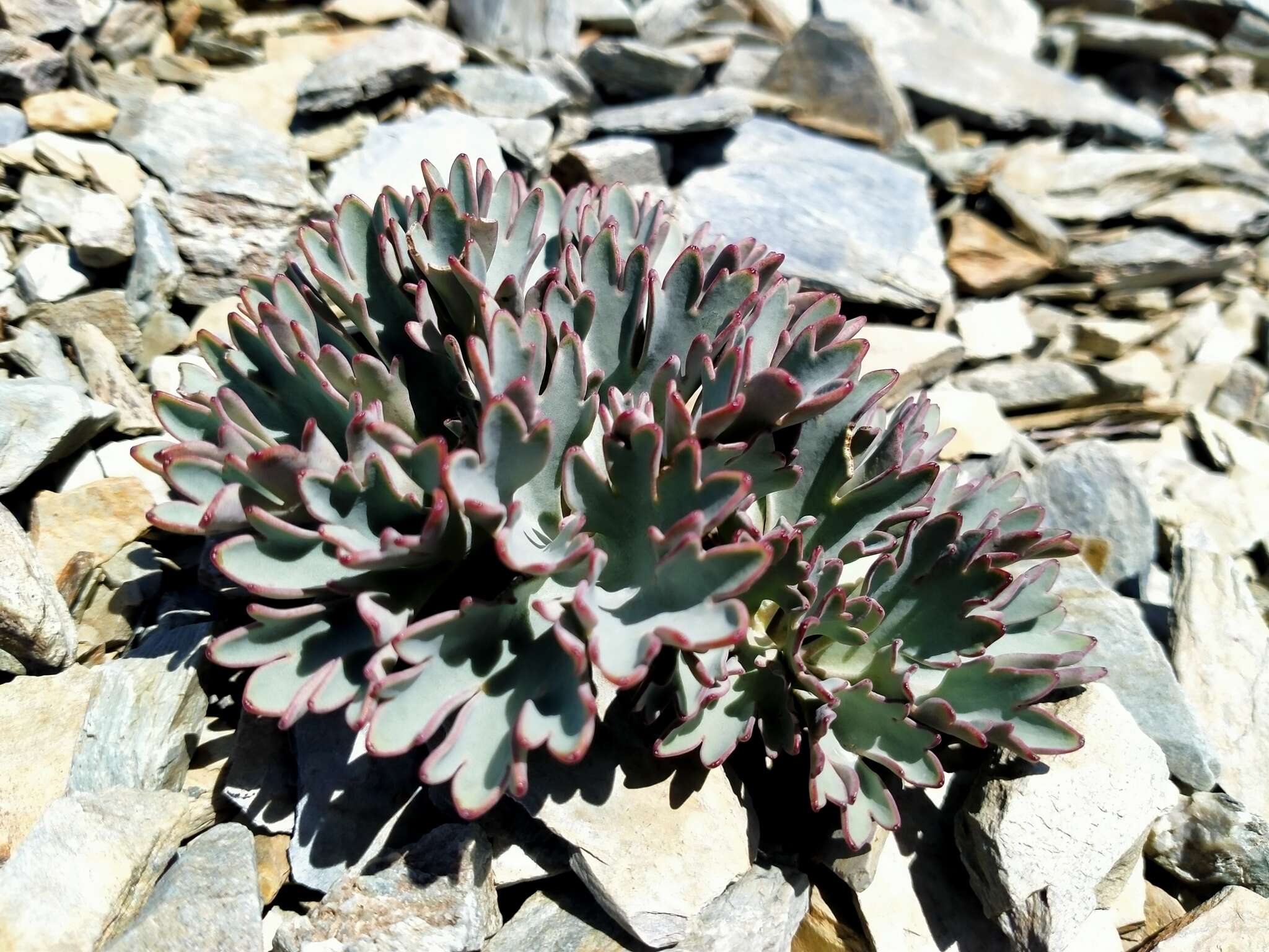 Image of Ranunculus acraeus Heenan & P. J. Lockh.