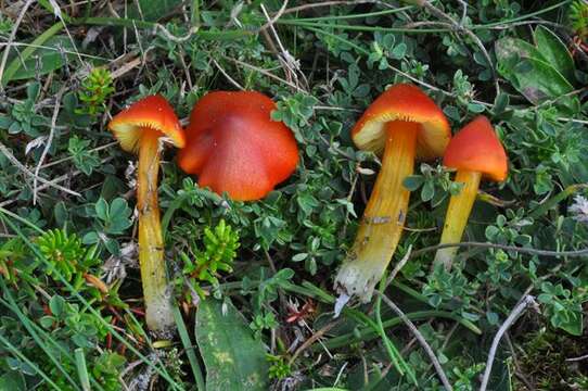 Sivun Hygrocybe conicoides (P. D. Orton) P. D. Orton & Watling 1969 kuva