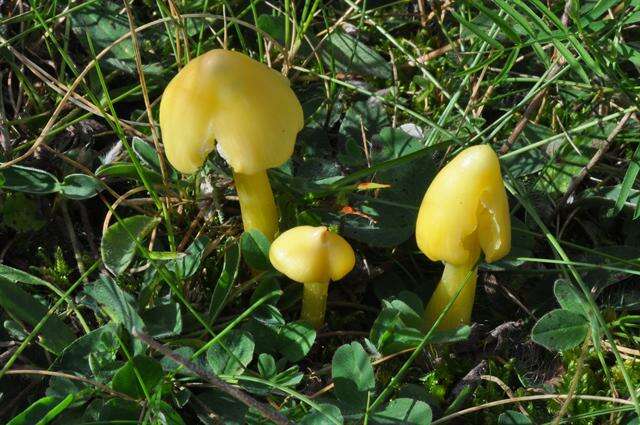 Plancia ëd Hygrocybe acutoconica (Clem.) Singer 1951