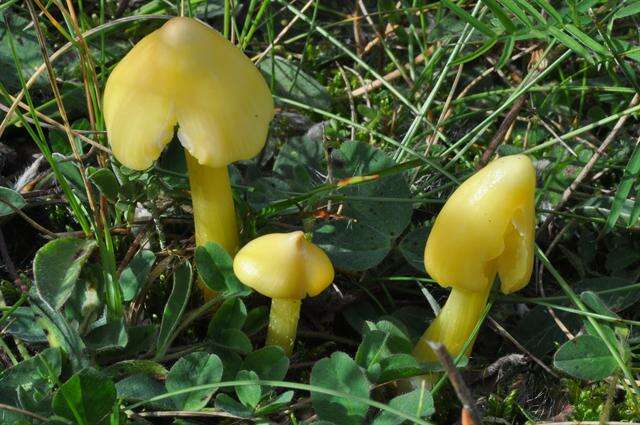 Plancia ëd Hygrocybe acutoconica (Clem.) Singer 1951