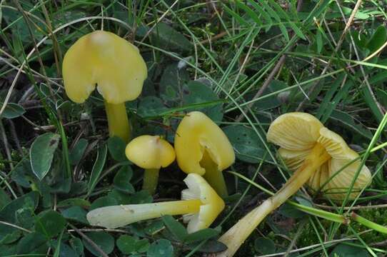 Plancia ëd Hygrocybe acutoconica (Clem.) Singer 1951