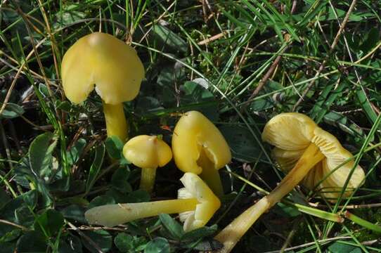 Plancia ëd Hygrocybe acutoconica (Clem.) Singer 1951