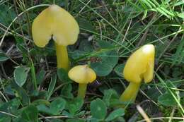 Plancia ëd Hygrocybe acutoconica (Clem.) Singer 1951