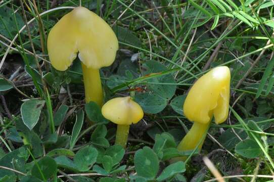 Plancia ëd Hygrocybe acutoconica (Clem.) Singer 1951