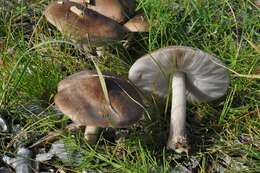 Image of Pluteus