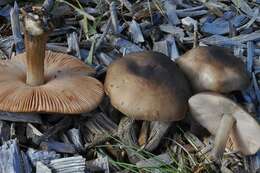 Image of Pluteus