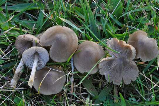 Image of Entoloma conferendum (Britzelm.) Noordel. 1980