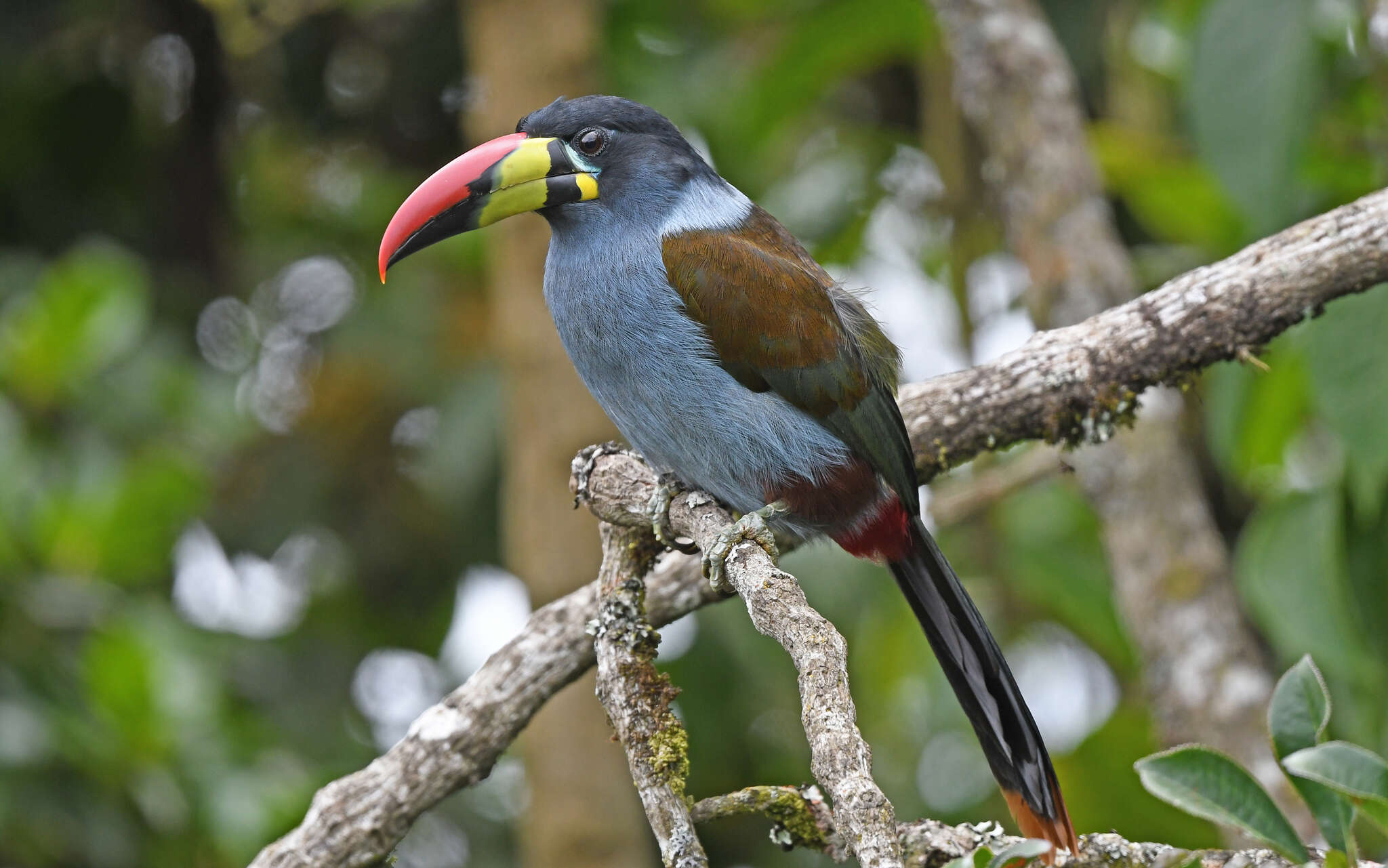 Image de Toucan bleu